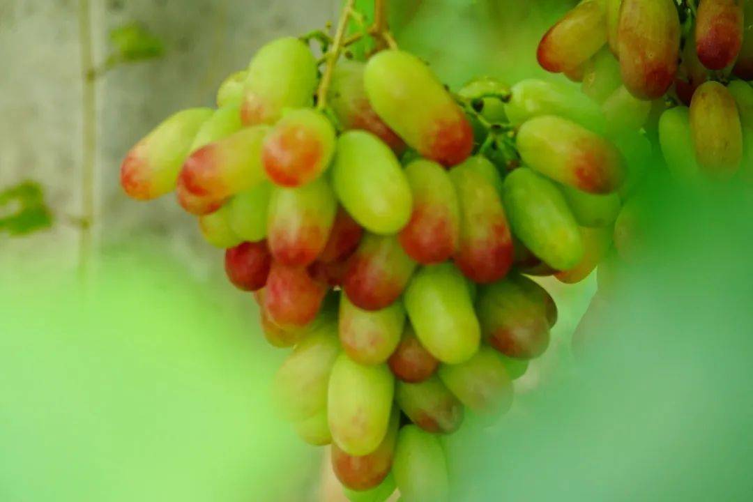 安逸四川 乐游绵阳 ‖ 36公里绿道串联起诗意盛夏，芙蓉花溪——一条被低估的骑游山水画廊